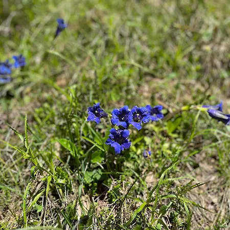 Apartment Gerlitzen *